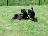 Deutscher Pinscher Foto: Face vom Fürstental mit Tochter Banya vom Asbachtal (ID 19739) Deutscher Pinscher Hund