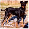 Deutscher Pinscher Foto: Dinka von der Hasenburg (ID 2598) Deutscher Pinscher Hund