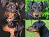Deutscher Pinscher Foto: Kopfstudie 3 Monate / 2 Jahre (ID 30334) Deutscher Pinscher Hund
