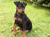 Deutscher Pinscher Foto (ID 40165) Deutscher Pinscher Hund
