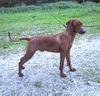 Deutscher Pinscher Foto: Quebec´s Eighty Eight - Gismo mit 5,5 Monaten (ID 5758) Deutscher Pinscher Hund