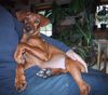 Deutscher Pinscher Foto: Unser Schoßhund Gismo 4 Monate jung (Quebec´s Eighty Eight) (ID 5760) Deutscher Pinscher Hund