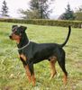 Deutscher Pinscher Foto: Dt. Pinscher (ID 29987) Deutscher Pinscher Hund