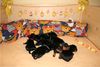 Deutscher Pinscher Foto: Haller Deutsche Pinscher wünschen Frohe Ostern (ID 41405) Deutscher Pinscher Hund