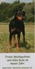 Deutscher Pinscher Foto: Haller Deutsche Pinscher (Intern. Champion. Ophelia) (ID 43450) Deutscher Pinscher Hund