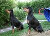 Deutscher Pinscher Foto: Haller Deutsche Pinscher (.. na, welches Spiel kommt als nächstes ..) (ID 39695) Deutscher Pinscher Hund