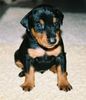 Deutscher Pinscher Foto: Haller Deutsche Pinscher (Ophelias Welpe - vierte Woche) (ID 38152) Deutscher Pinscher Hund