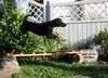 Deutscher Pinscher Foto: Haller Deutsche Pinscher (Dinka: und ich fliege fliege im Saußeschritt..) (ID 38986) Deutscher Pinscher Hund