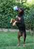 Deutscher Pinscher Foto: Haller Deutsche Pinscher (tanzende Ophelia) (ID 38984) Deutscher Pinscher Hund