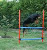 Deutscher Pinscher Foto: Haller Deutsche Pinscher (.. wir Pinscher lieben Action..) (ID 39696) Deutscher Pinscher Hund