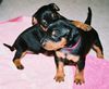 Deutscher Pinscher Foto: Haller Deutsche Pinscher ( (ID 38151) Deutscher Pinscher Hund