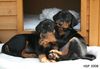 Deutscher Pinscher Foto: Geschwisterliebe (Haller Deutsche Pinscher Welpen) (ID 41845) Deutscher Pinscher Hund