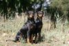 , Haller Deutsche Pinscher 