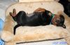 Deutscher Pinscher Foto: Mittagsschläfchen (Haller Deutsche Pinscher Welpen) (ID 41844) Deutscher Pinscher Hund