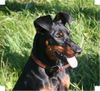 Deutscher Pinscher Foto: Haller Deutsche Pinscher (ID 43491) Deutscher Pinscher Hund
