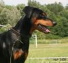 Deutscher Pinscher Foto: Haller Deutscher Pinscher - Frohnatur mit schelmischen Raffinessen .. (ID 43511) Deutscher Pinscher Hund
