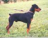 Deutscher Pinscher Foto: Hero vom Awarenring (ID 1688) Deutscher Pinscher Hund