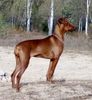 Deutscher Pinscher Foto: Rudlica Psotnica czyli Metaxa (ID 18063) Deutscher Pinscher Hund