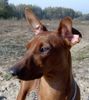 Deutscher Pinscher Foto: Rudlica Psotnica czyli Metaxa (ID 18067) Deutscher Pinscher Hund