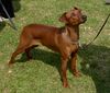Deutscher Pinscher Foto: Rudlica Psotnica czyli Metaxa (ID 18064) Deutscher Pinscher Hund