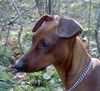 Deutscher Pinscher Foto: Rudlica Psotnica czyli Metaxa (ID 18065) Deutscher Pinscher Hund