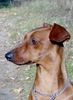 Deutscher Pinscher Foto: Rudlica Psotnica czyli Metaxa (ID 18066) Deutscher Pinscher Hund
