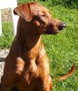 Deutscher Pinscher Foto: Jolly (PInch-hit's Kabala) (ID 16256) Deutscher Pinscher Hund