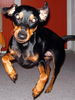 Deutscher Pinscher Foto: Cedric von der Hasenburg (ID 28545) Deutscher Pinscher Hund