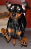 Deutscher Pinscher Foto: Cedric von der Hasenburg (ID 28546) Deutscher Pinscher Hund