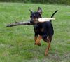 Deutscher Pinscher Foto: Cedric von der Hasenburg (ID 16501) Deutscher Pinscher Hund