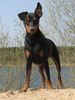 Deutscher Pinscher Hund