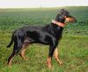 Deutscher Pinscher Hund