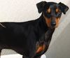 Deutscher Pinscher Hund