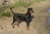 Deutscher Pinscher Foto: Haller Bodhi (ID 46049) Deutscher Pinscher Hund