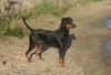 Deutscher Pinscher Hund