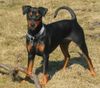 Deutscher Pinscher Foto: Cedric von der Hasenburg 3 (ID 9197) Deutscher Pinscher Hund