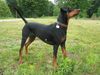 Deutscher Pinscher Foto: Cedric von der Hasenburg (ID 16426) Deutscher Pinscher Hund