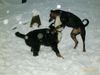Deutscher Pinscher Foto: Celly (ID 17004) Deutscher Pinscher Hund