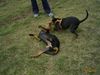Deutscher Pinscher Foto: Celly mit ihrer Schwester (ID 16996) Deutscher Pinscher Hund