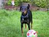 Deutscher Pinscher Foto: Celly (ID 17000) Deutscher Pinscher Hund