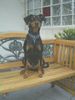 Deutscher Pinscher Foto: Celly (ID 17001) Deutscher Pinscher Hund