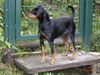 Deutscher Pinscher Foto: Hier wacht Celly (ID 16997) Deutscher Pinscher Hund