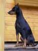 Deutscher Pinscher Foto: Celly 18 Monate Deutscher Pinscher 49 cm (ID 16948) Deutscher Pinscher Hund