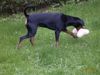 Deutscher Pinscher Foto: Celly (ID 17003) Deutscher Pinscher Hund