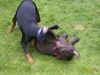 Deutscher Pinscher Foto: Celly (ID 17002) Deutscher Pinscher Hund