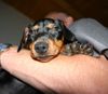 Deutscher Pinscher Foto: Indiana vom Awarenring 8 Wochen (ID 14691) Deutscher Pinscher Hund