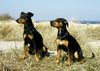Deutscher Pinscher Foto: Ein Tag am Meer (ID 12659) Deutscher Pinscher Hund