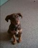 Deutscher Pinscher Foto: Jessy 13 Wochen Pinscher-Mischling (ID 27547) Deutscher Pinscher Hund