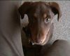 Deutscher Pinscher Foto: Jessy 13 Wochen Pinscher-Mischling (ID 27548) Deutscher Pinscher Hund