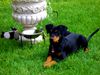 Deutscher Pinscher Foto: Joda mit 15 Wochen (ID 23050) Deutscher Pinscher Hund